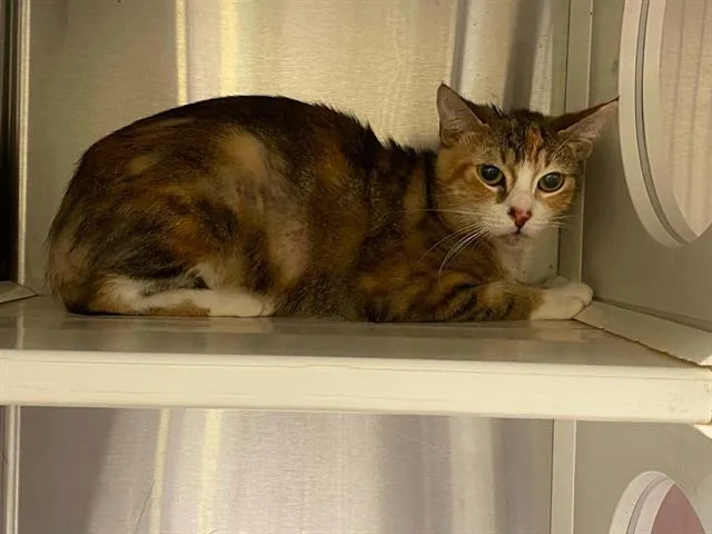 A young small-sized female Domestic Short Hair cat named Renee for adoption in Tustin, CA