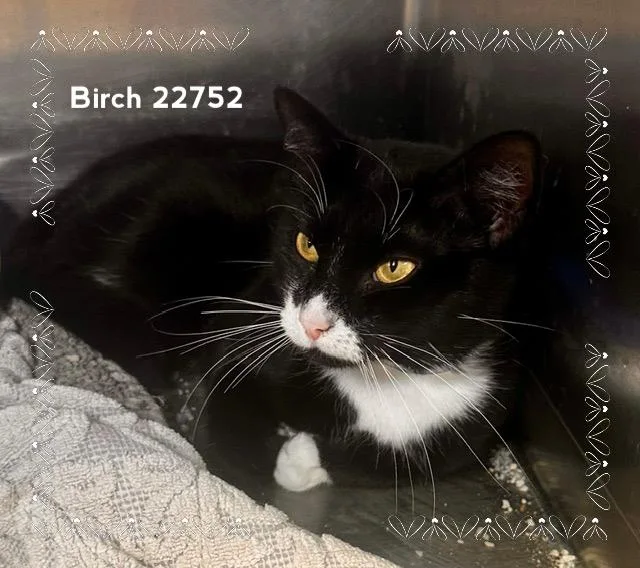 A young medium-sized male Black & White / Tuxedo Domestic Short Hair cat named Birch for adoption in Marietta, GA