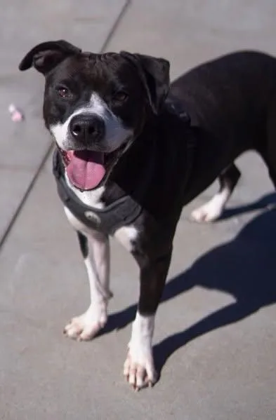 An adult medium-sized male Pit Bull Terrier dog named Dom for adoption in Knoxville, IA