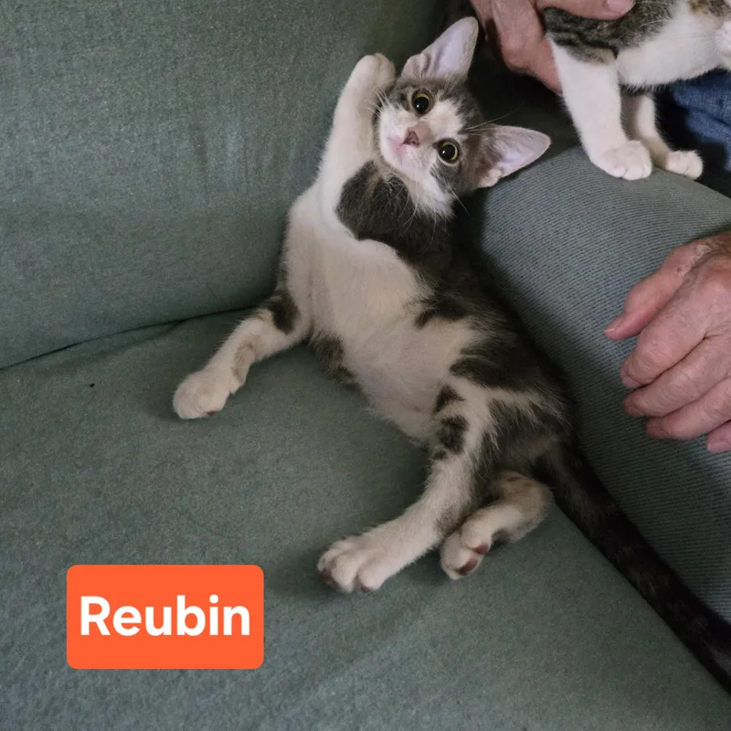 Reubin