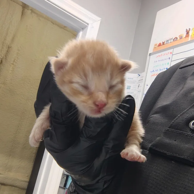 Csasstray_ thumbnail 2