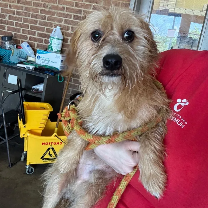 A young small-sized male Yellow / Tan / Blond / Fawn Wirehaired Terrier dog named Sombr for adoption in Birmingham, AL