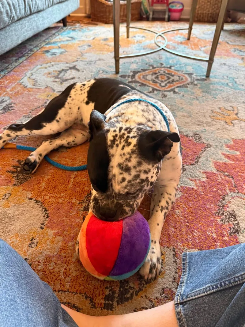 An adult medium-sized female American Staffordshire Terrier dog named Lola for adoption in San Diego, CA
