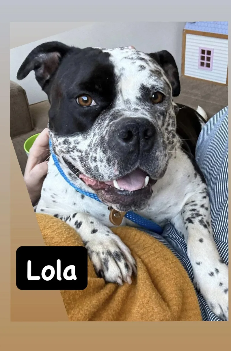 Lola thumbnail 3