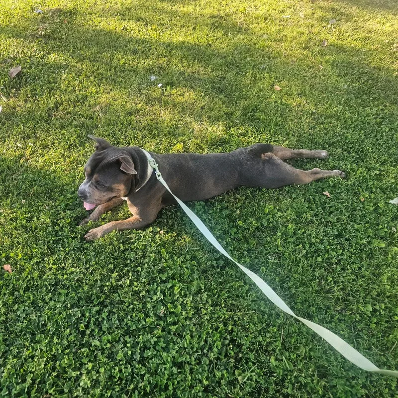An adult large-sized male Black Pit Bull Terrier dog named Bruce for adoption in Cool, CA