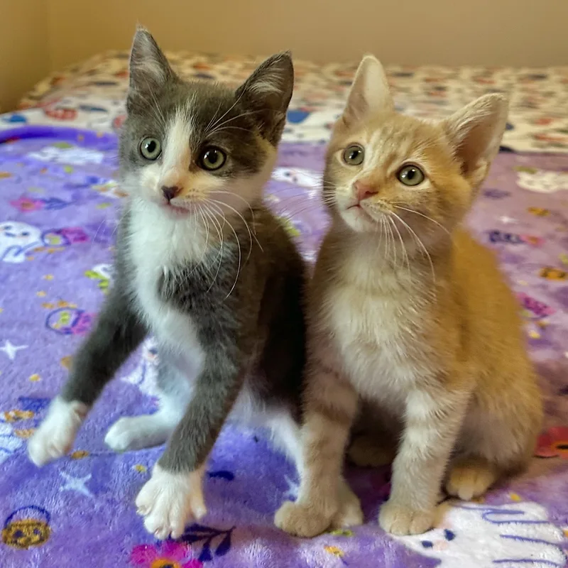 A baby small-sized male Domestic Short Hair cat named Grits and Biscuit for adoption in Milwaukee, WI