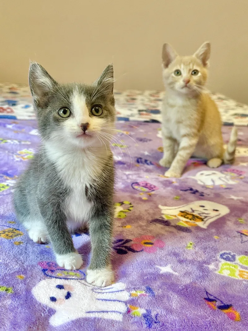 Grits and Biscuit thumbnail 3