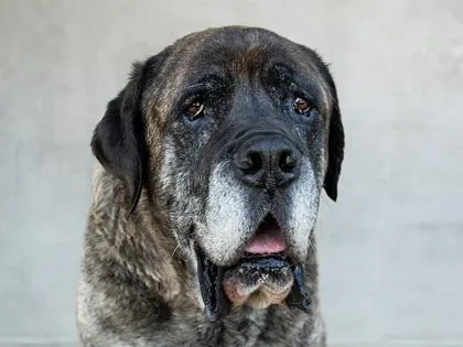 A senior extra large-sized male Mixed Breed dog named Porkchop for adoption in Longmont, CO
