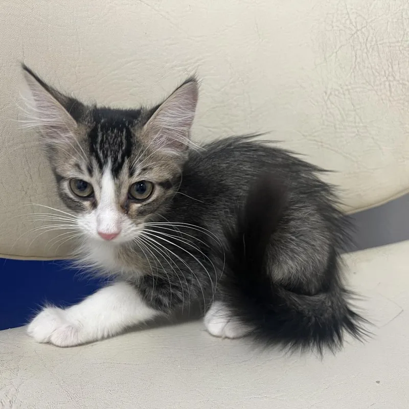 A baby small-sized female Brown / Chocolate Domestic Medium Hair cat named Melinoe for adoption in Los Angeles, CA