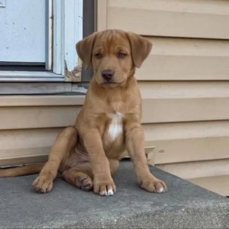 A baby large-sized male Yellow / Tan / Blond / Fawn Great Pyrenees dog named Wilbur for adoption in Joliet, IL