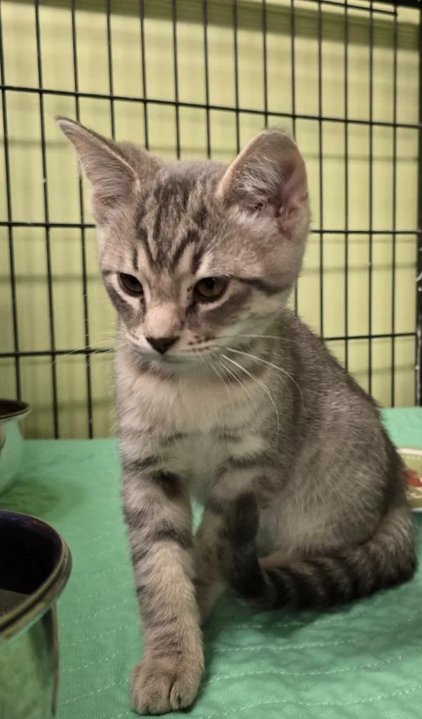 A baby small-sized male Domestic Short Hair cat named Lease Agreement for adoption in Auburn, IN