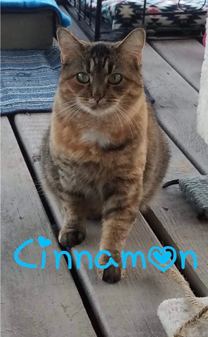 Cinnamon thumbnail 2