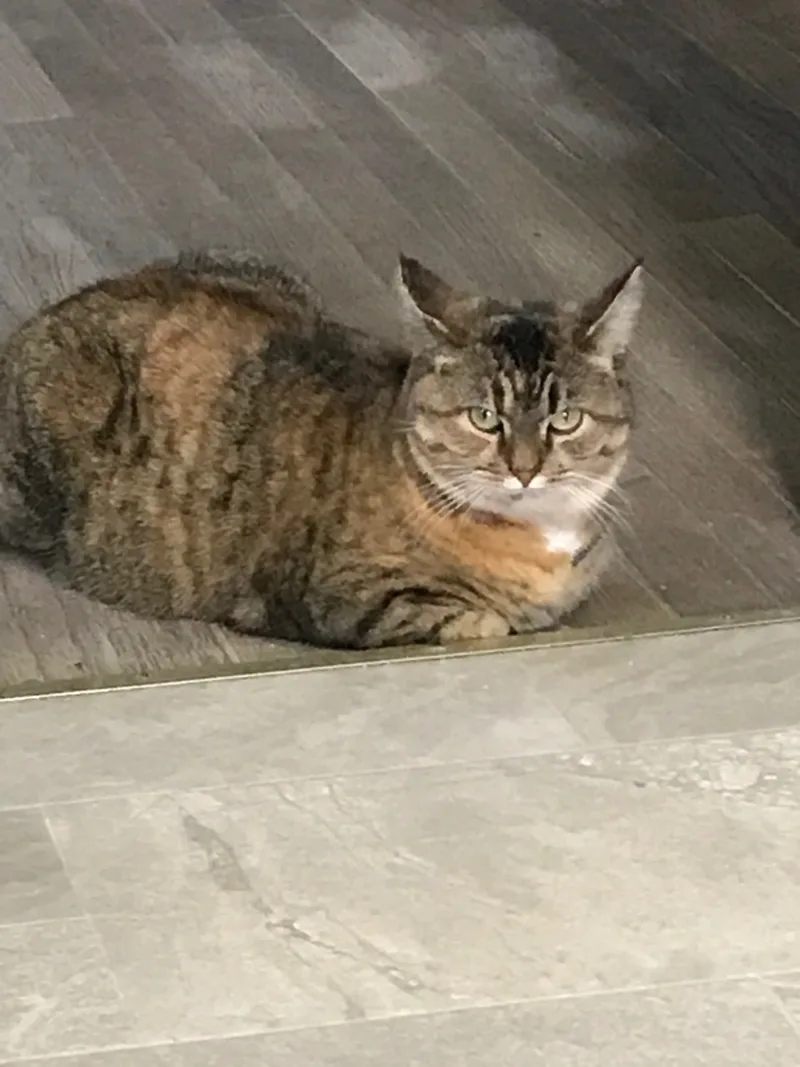 Cinnamon thumbnail 3