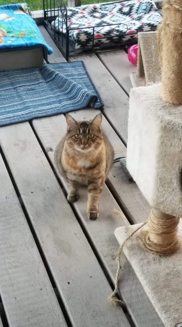 Cinnamon thumbnail 4