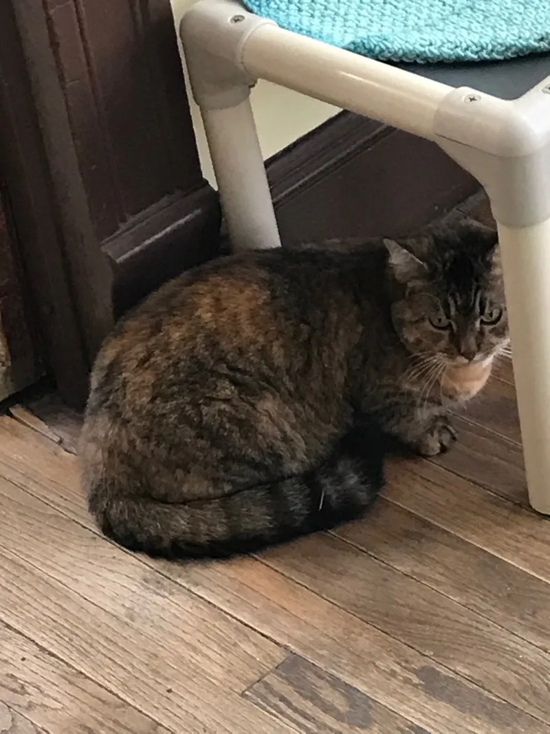 Cinnamon thumbnail 5