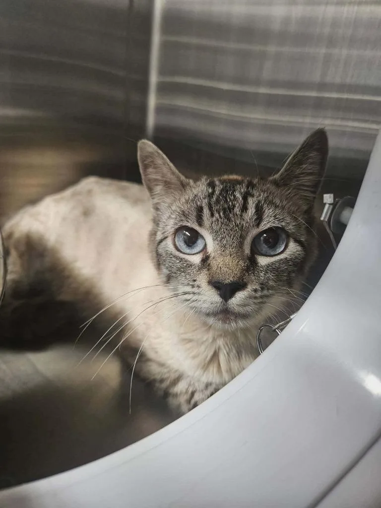 An adult medium-sized female Siamese cat named Vivienne for adoption in Maryville, TN