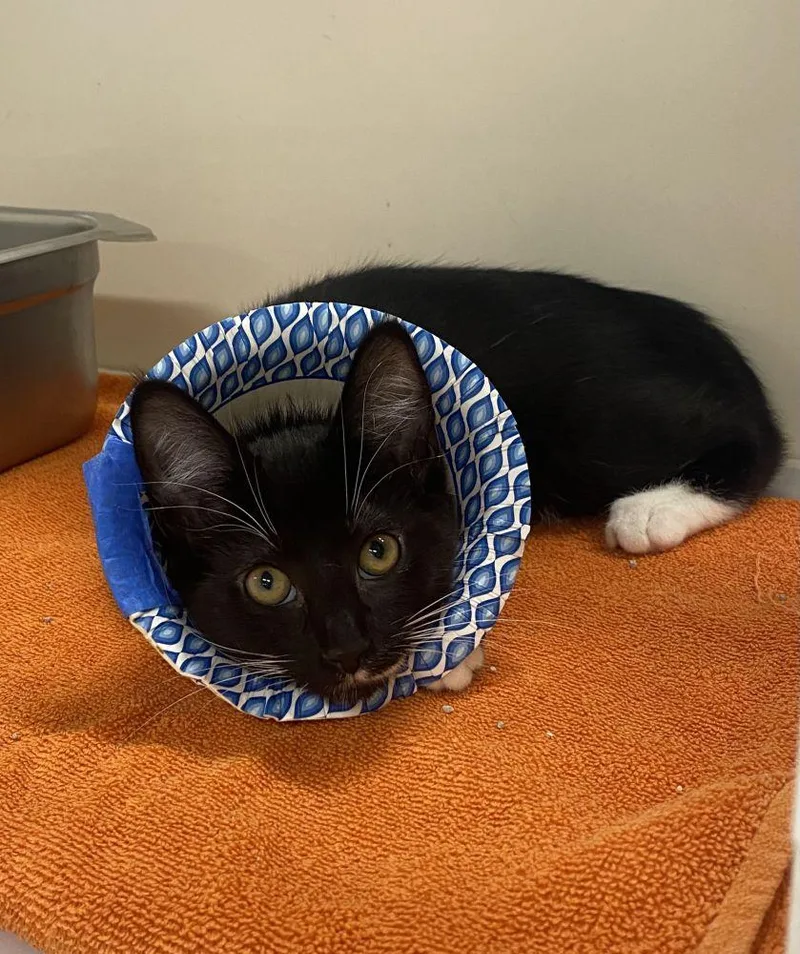 A baby small-sized female Black Domestic Short Hair cat named Oreo for adoption in Alexandria, VA