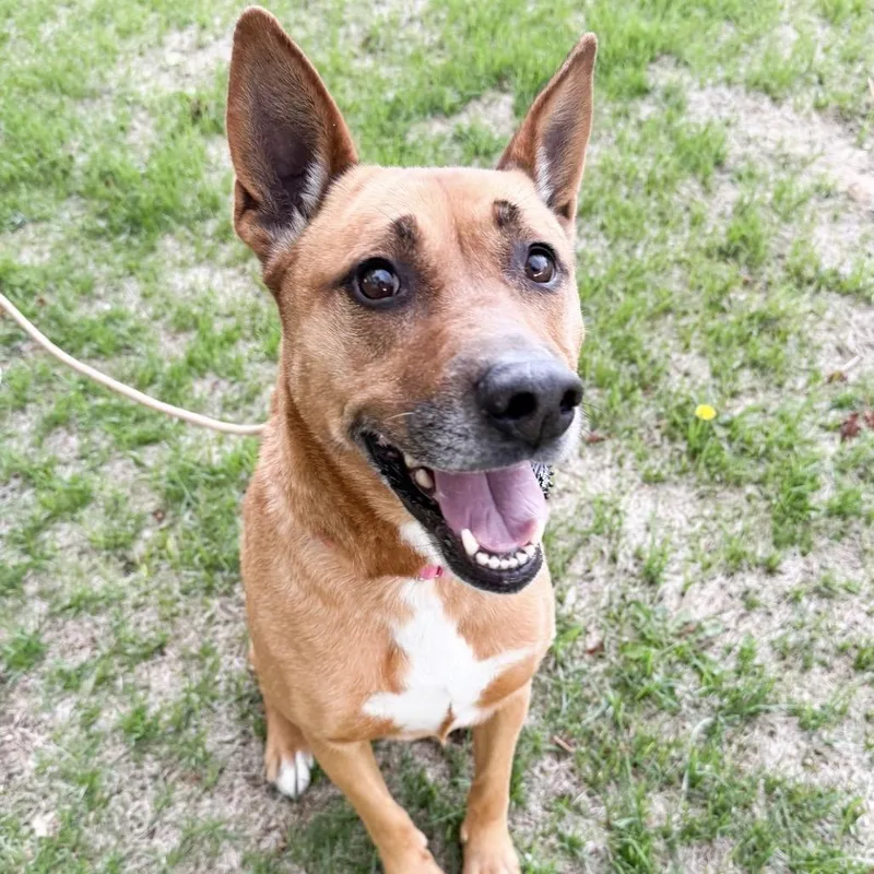 An adult medium-sized female Shepherd dog named Betty for adoption in Parker, CO