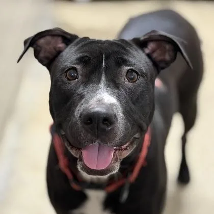 An adult large-sized female White / Cream Pit Bull Terrier dog named Galaxy for adoption in Sacramento, CA