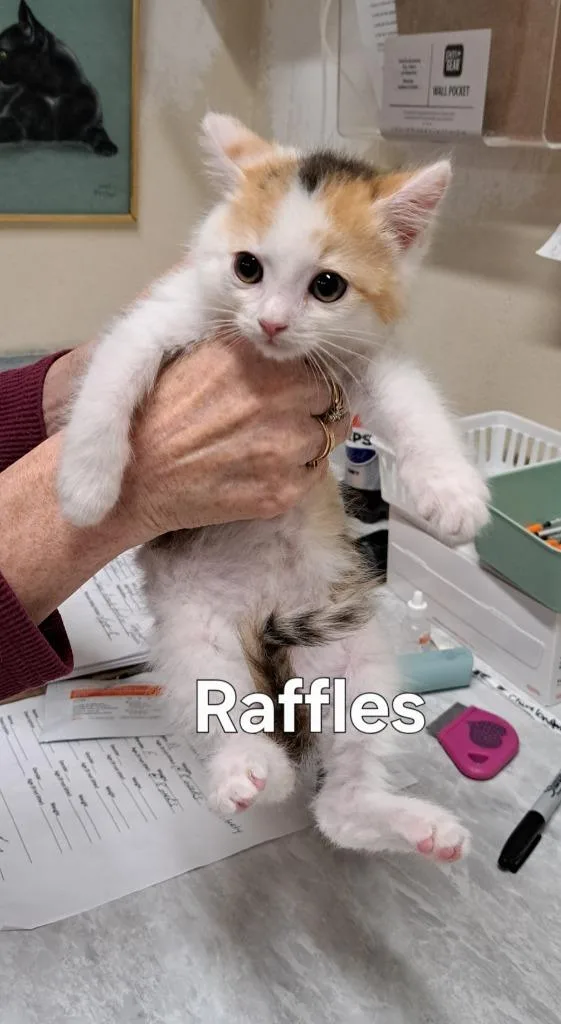 A baby small-sized female Domestic Short Hair cat named RafflesCoco for adoption in Plattsburgh, NY