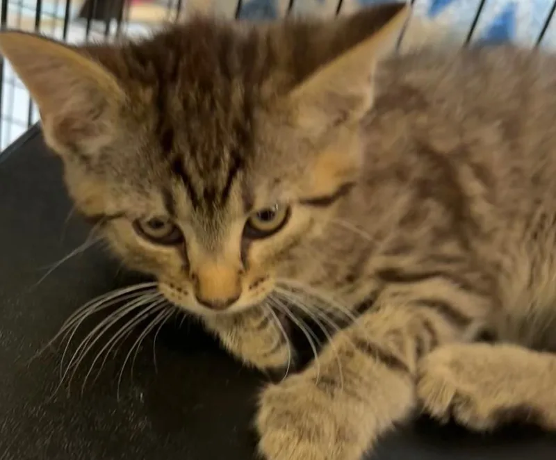 Leo