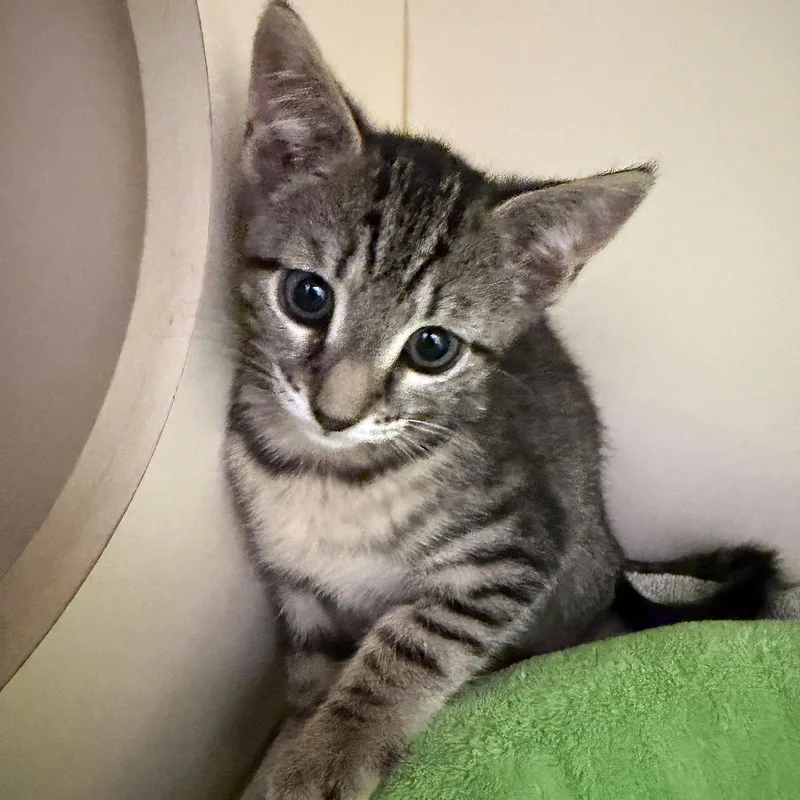 A baby small-sized female Tabby (Brown / Chocolate) Domestic Short Hair cat named ShipShape for adoption in Cooperstown, NY