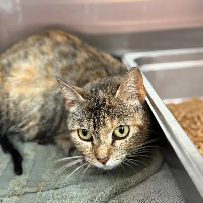 An adult medium-sized female Orange / Red Domestic Short Hair cat named Robin for adoption in Madisonville, TN