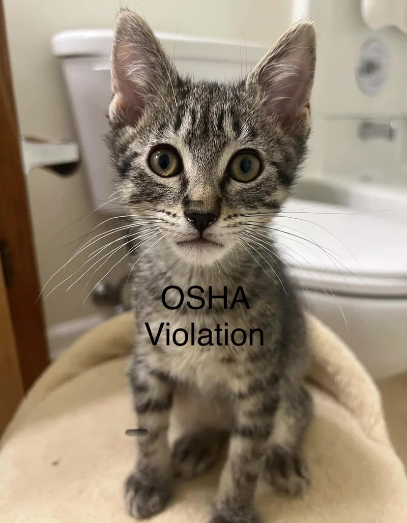 A baby small-sized male Domestic Short Hair cat named OSHA Violation for adoption in Lockport, IL