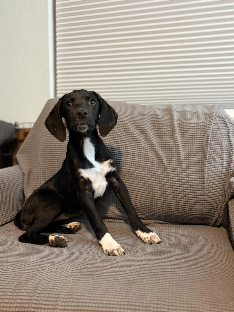 Lola Rose's Pup Lollipop thumbnail 2