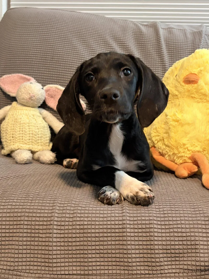 Lola Rose's Pup Lollipop thumbnail 3