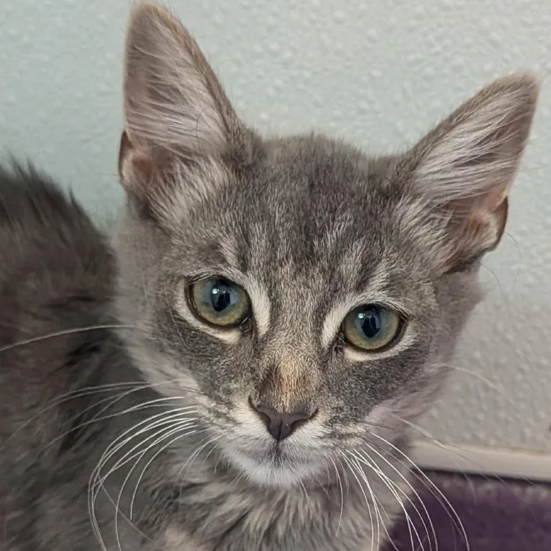 A baby small-sized male Gray / Blue / Silver Domestic Short Hair cat named Mobius for adoption in Hawthorne, CA