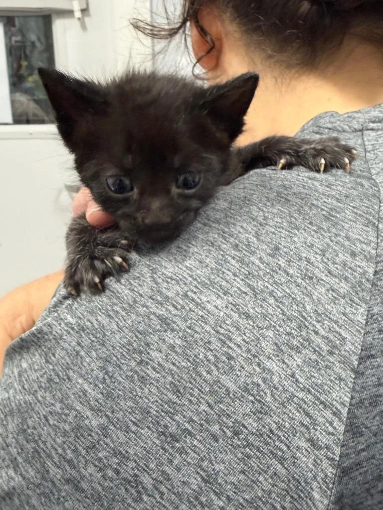 A baby medium-sized male Domestic Short Hair cat named Cubby for adoption in Denham Springs, LA