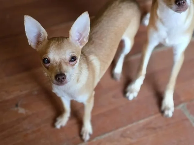 A young small-sized male Chihuahua dog named Mario for adoption in Aliquippa, PA