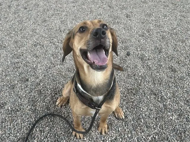 An adult large-sized female Black and Tan Coonhound dog named Primrose for adoption in Mesa, AZ