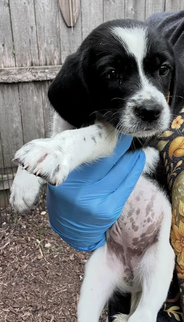 A baby medium-sized female Black Beagle dog named Sally for adoption in Wonder Lake, IL