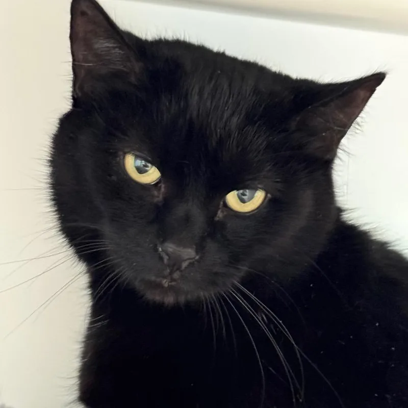 Coraline thumbnail 2