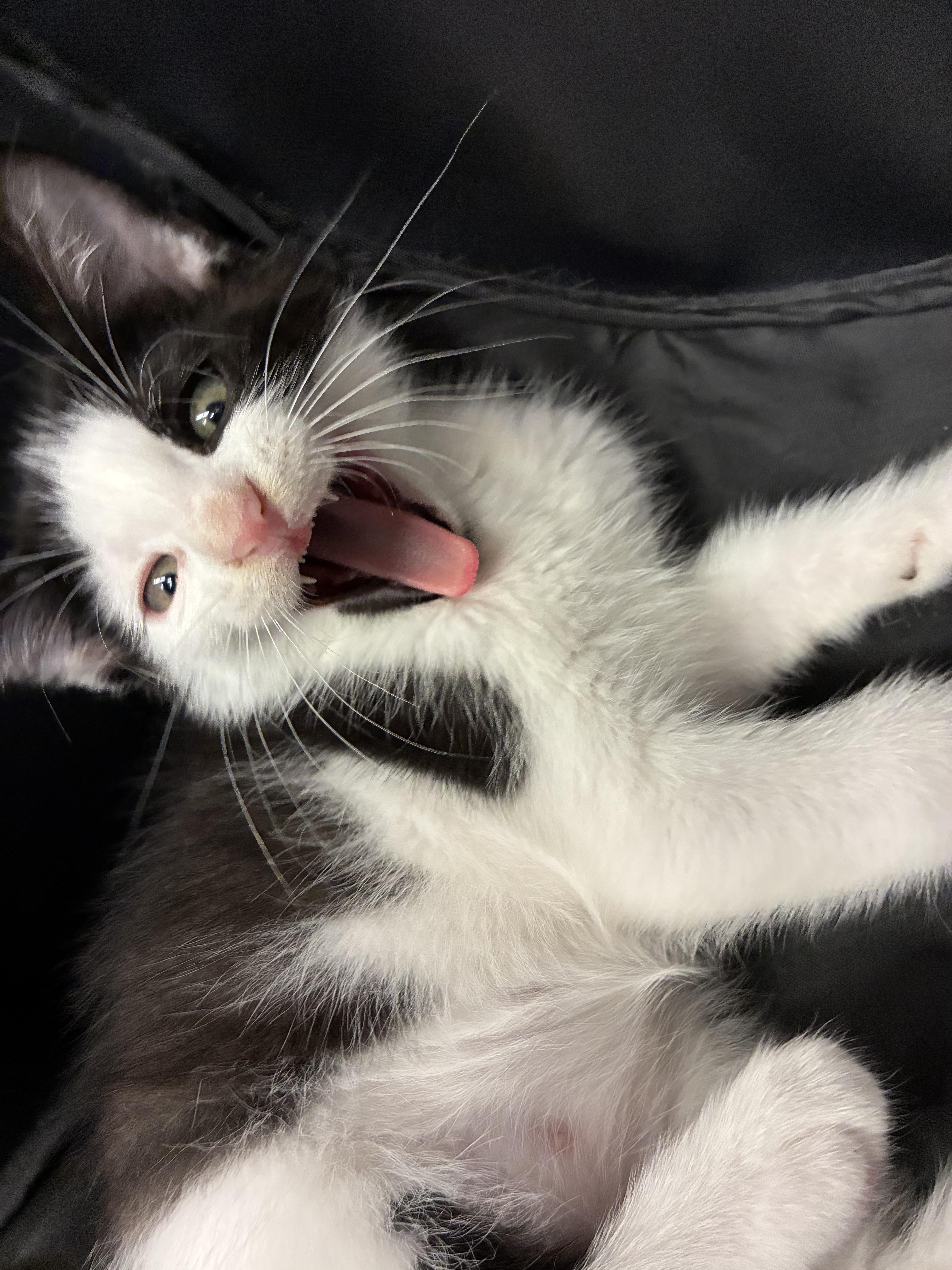 A baby small-sized male Black & White / Tuxedo Domestic Short Hair cat named Moo for adoption in Coconut Creek, FL
