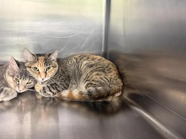 A baby small-sized female Domestic Short Hair cat named Sophie for adoption in Grand Prairie, TX