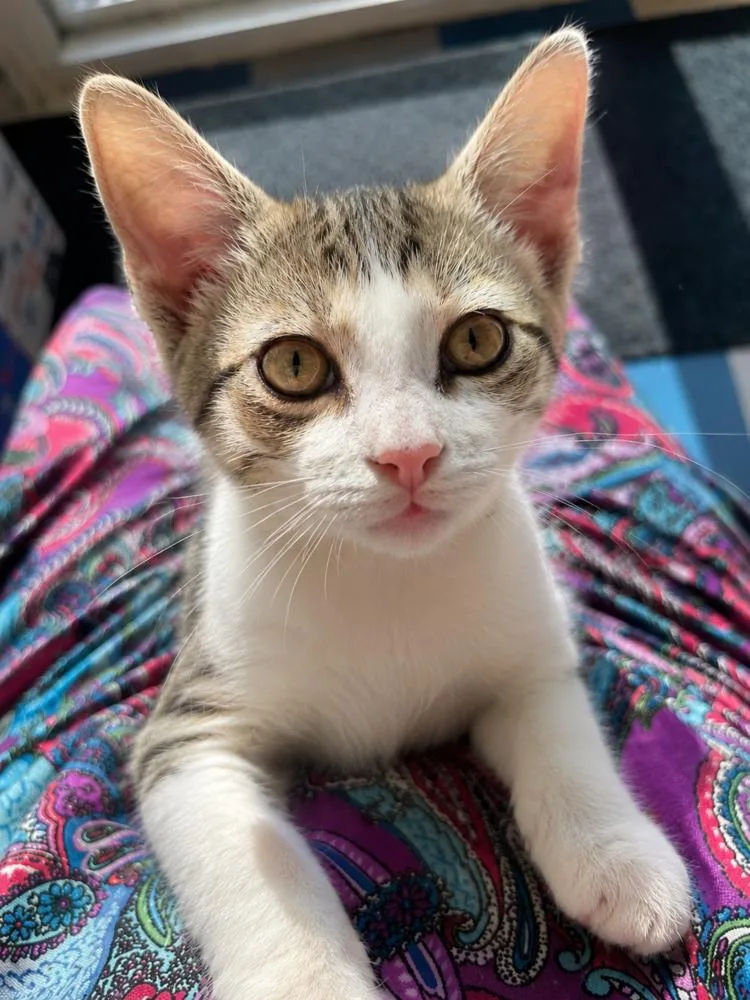 A baby small-sized male Domestic Short Hair cat named Louie for adoption in Chicago, IL