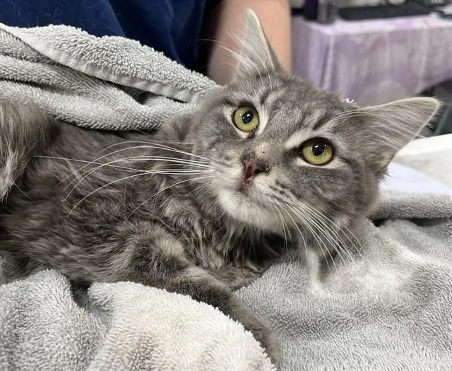 A young medium-sized male Domestic Medium Hair cat named Kebab for adoption in Upper Marlboro, MD