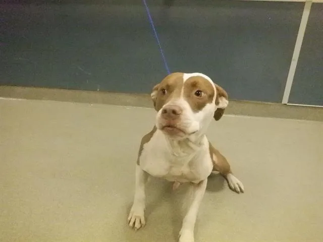 An adult medium-sized male Pit Bull Terrier dog named Diesel for adoption in Miami, FL