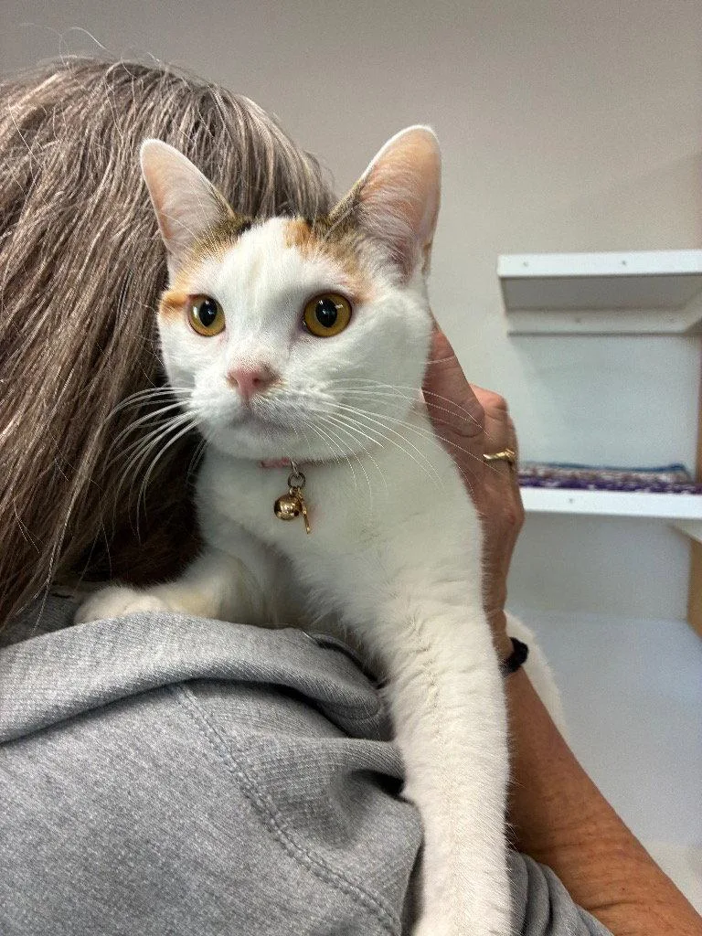 A young medium-sized female Domestic Short Hair cat named Soka for adoption in Emmett, ID