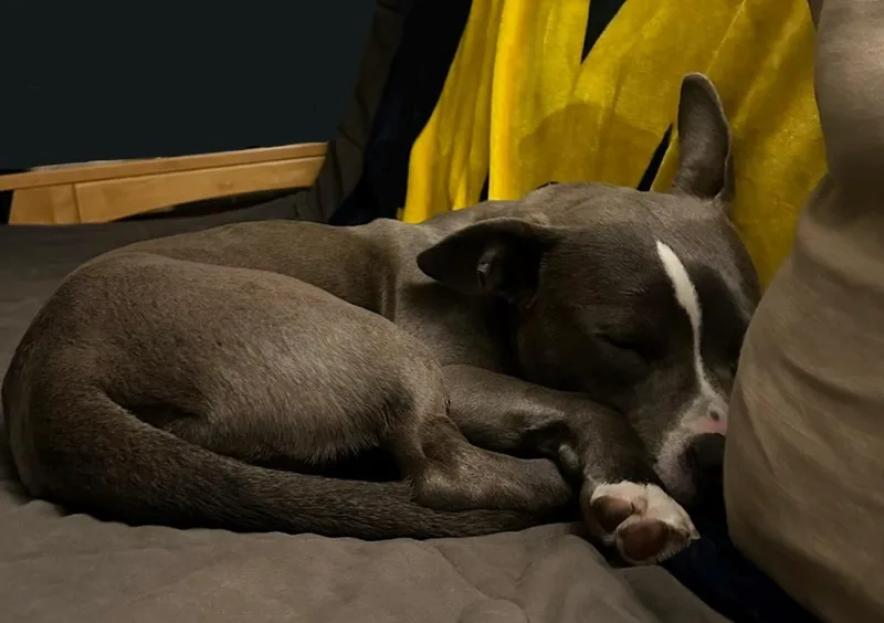 Blinky Beans thumbnail 4