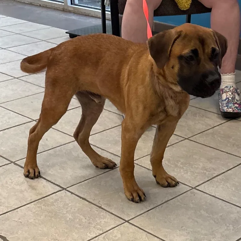 A young medium-sized male Brown / Chocolate Mixed Breed dog named Strayallieddrive for adoption in Columbus, GA