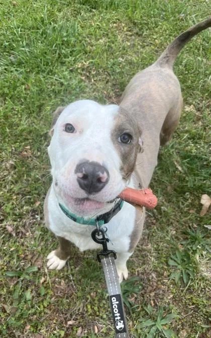 An adult medium-sized male Mixed Breed dog named Sweatervest for adoption in Chamblee, GA