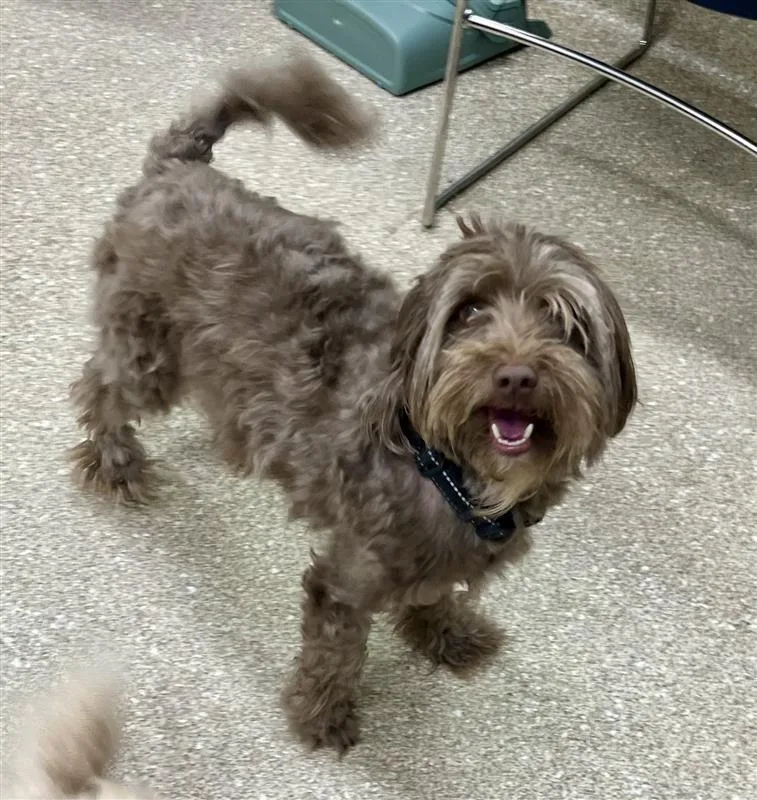 An adult small-sized male Brown / Chocolate Poodle dog named Capone for adoption in Prince Frederick, MD