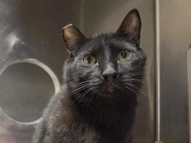 A young large-sized male Domestic Short Hair cat named Batty for adoption in Martinez, CA