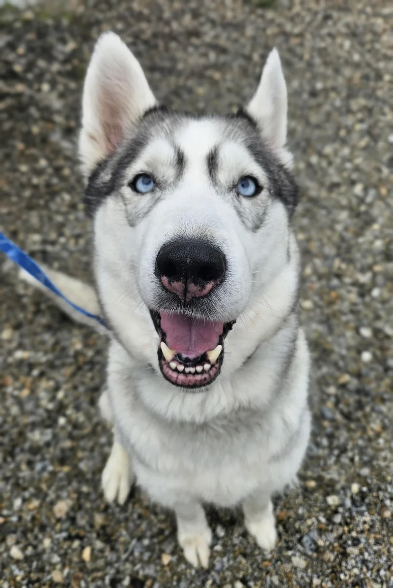 An adult medium-sized female Gray / Blue / Silver Siberian Husky dog named Sasha for adoption in Salem, NH
