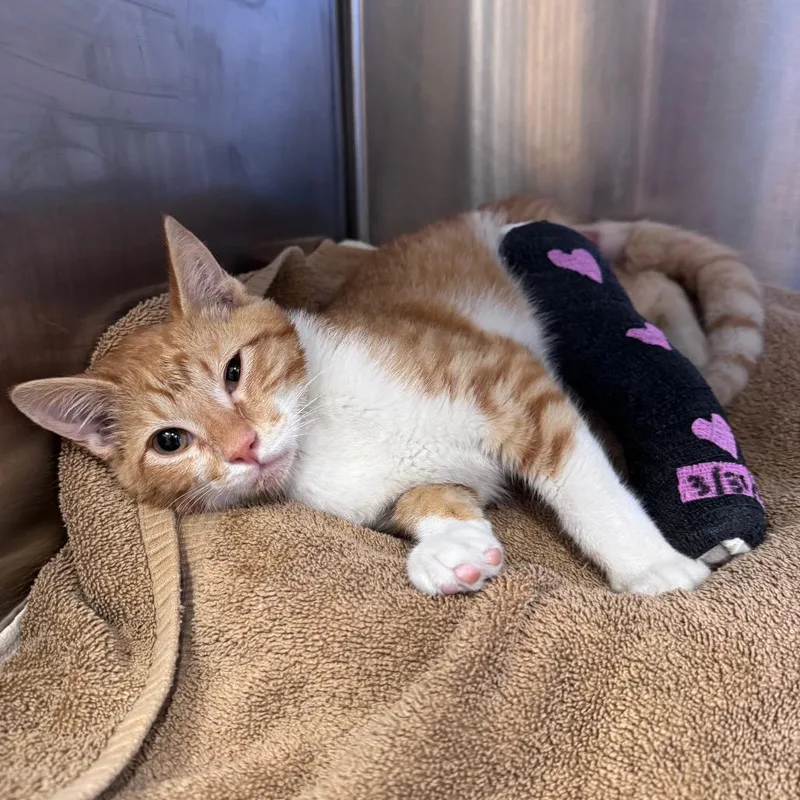 A baby medium-sized male Orange / Red Domestic Short Hair cat named Lucky Guy for adoption in Austin, TX
