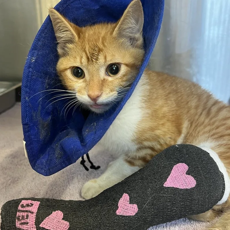 Lucky Guy thumbnail 2